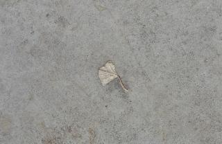 11_IWT_WIM HOF_detail_concrete floor fossils